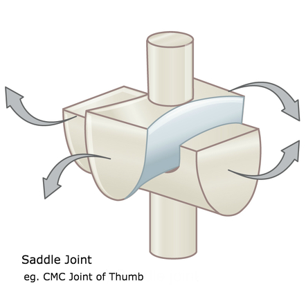 <p>Joint between concave and convex surfaces. Allows grasping and rotation</p>