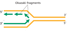 <ul><li><p><span>Fragments are then joined by </span><strong><span>DNA ligase </span></strong><span>to form a complete strand.</span></p></li></ul><p></p>