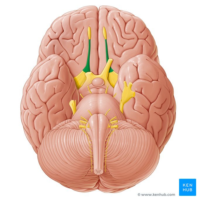 <p>The <strong><em></strong></em>__ are bundles of axons that carry the sense of smell from the olfactory bulbs to the brain.</p>