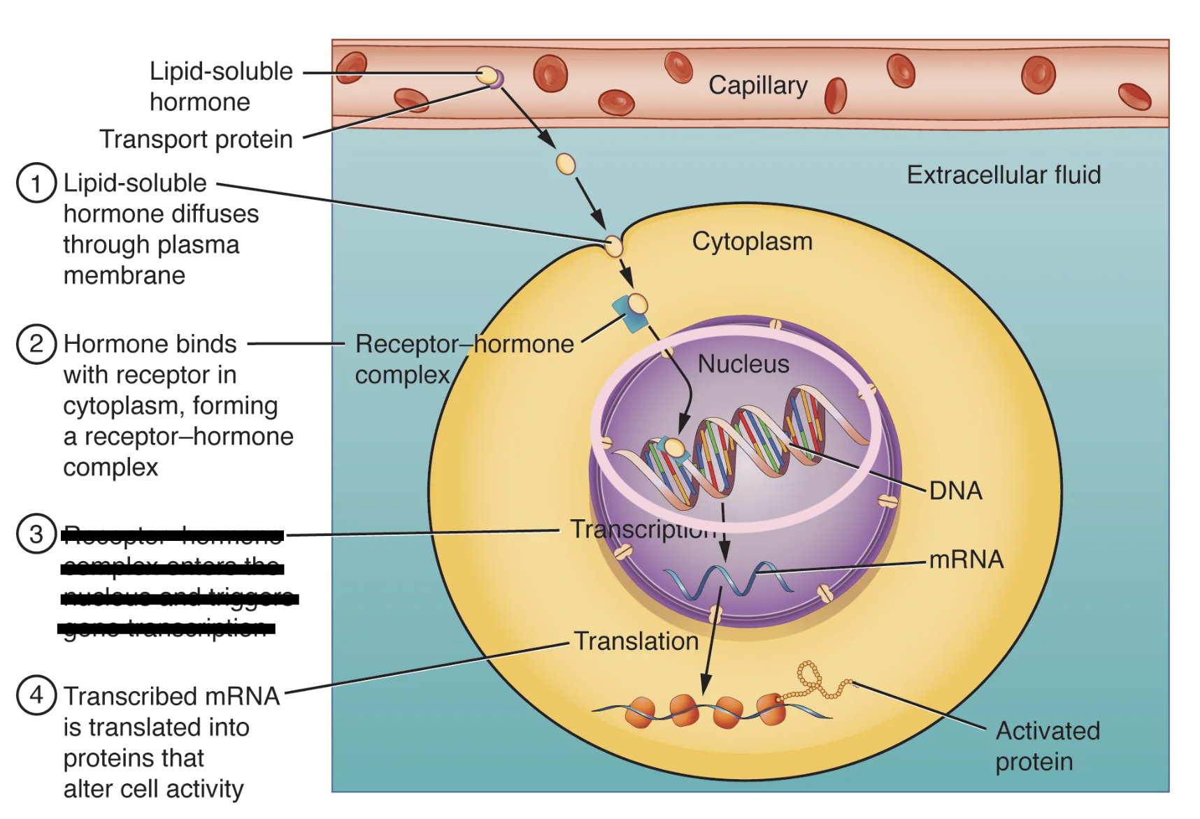 <p>What is step three of a lipid soluble hormone trying to reach it’s receptor? </p>