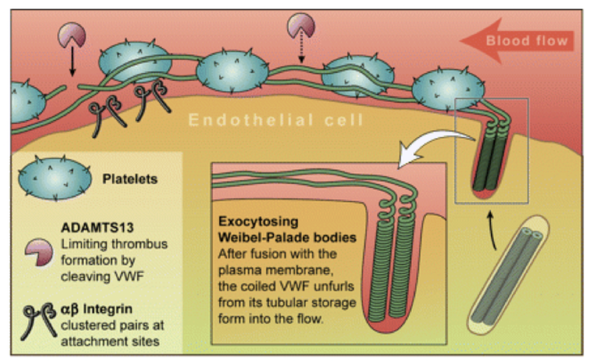 <p>vWF finns fritt i blodet och i <em>weibel palades bodies </em>(exocytos) i endotelet. Det förblir inaktivt eftersom <strong>ADAMST13</strong> klyver det till inaktiv form. Det är endast aktivt i långa multimerer. </p><p>När det interagerar med kollagen kan det inte längre klyvas pga konformationsändring.</p><p>vWF fungerar även som en transportör för <strong>faktor VIII</strong>.</p>