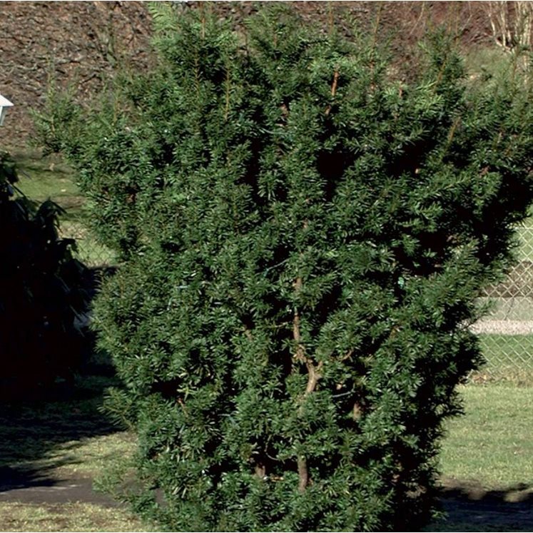 Taxus x media ’Hicksii’  h:5 b:3