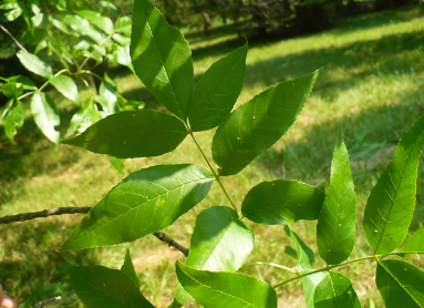 <p>what leaf type?</p>