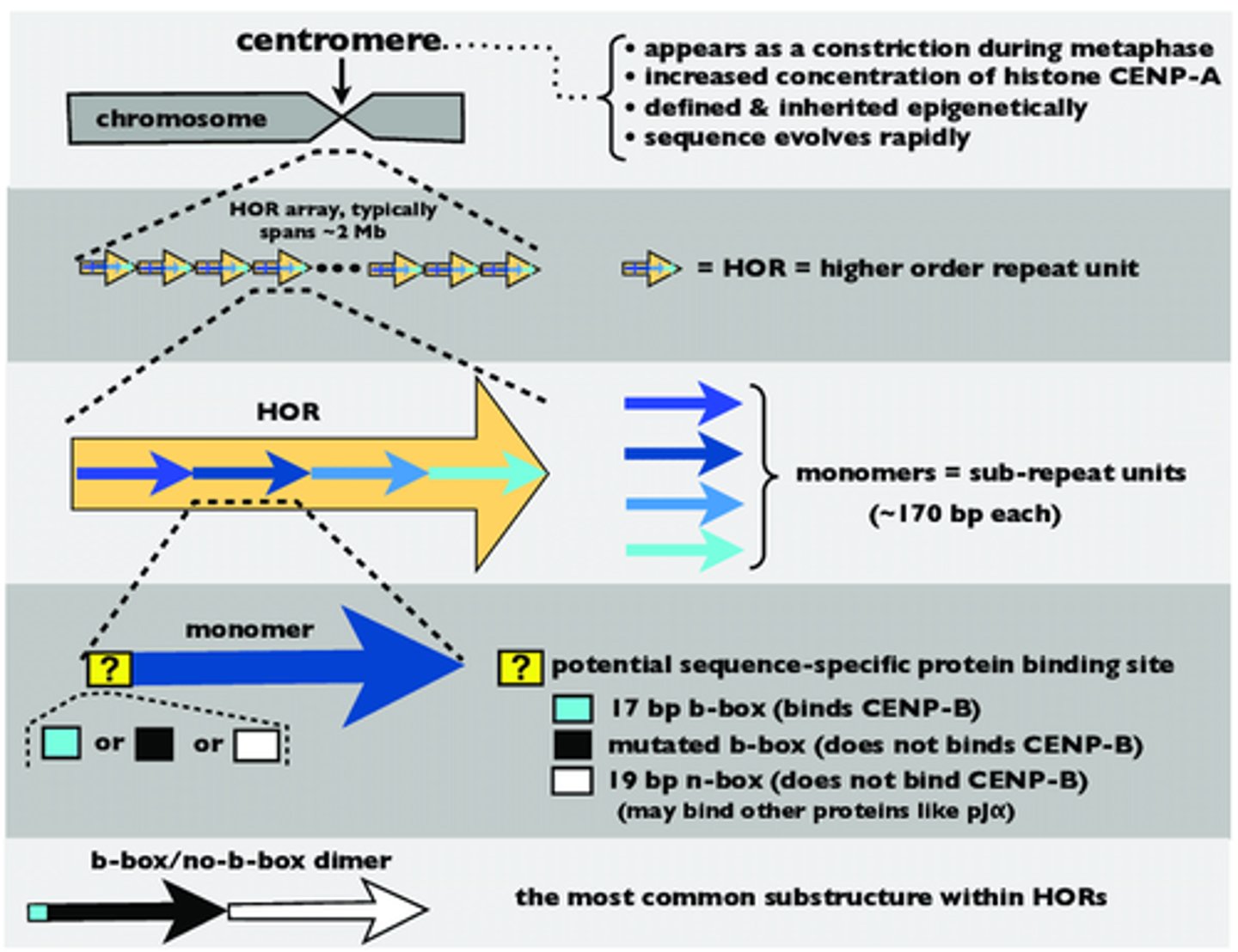 <p>Type of repetitive DNA with a high order of repeated base pair sequences.</p><p>Each repeated base pair monomer is 171 base pairs long (can be any repeated arrangement of base pairs). When these repeated base pair monomers come together to form one sequence, they become a higher order repeat (HOR).</p><p>A HOR might consist of a specific arrangement of 10-20 monomers repeated hundreds or thousands of times.</p><p>When the HOR's come together, they form an HOR alpha satellite array consisting of multiple HOR sequences.</p>