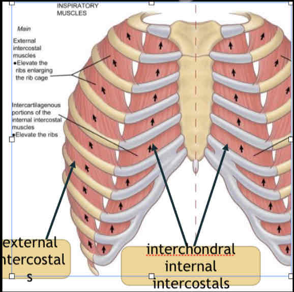<p><span>(cartillage) portion of the internal intercostals helps to elevate the rib cage.</span></p>