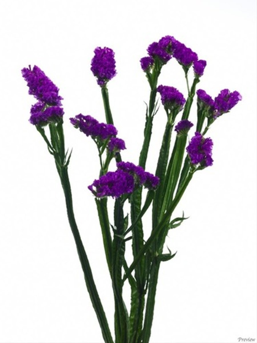 <p>Limonium; Filler</p>