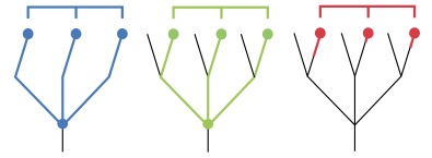 <p>Red phylogenetic group</p>