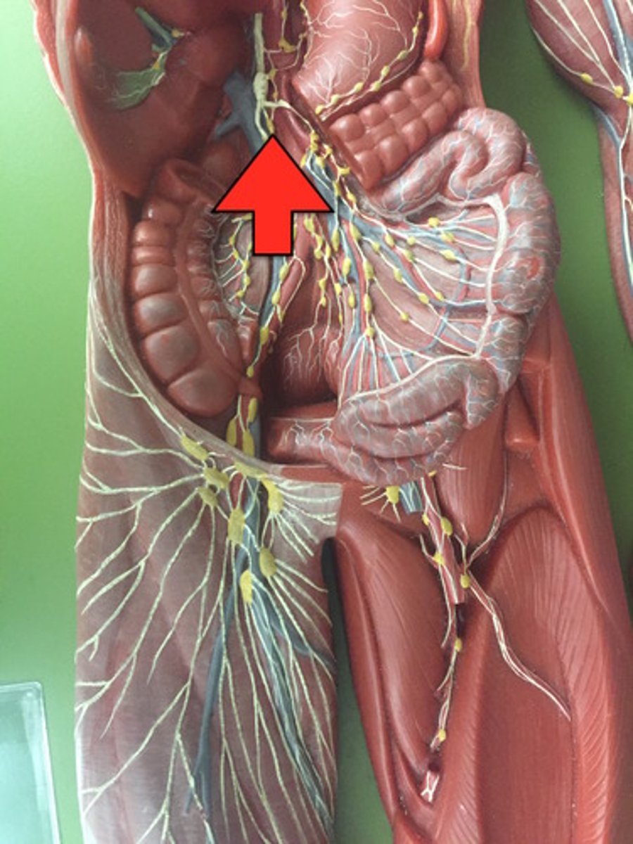 <p>drains left lower limb</p>