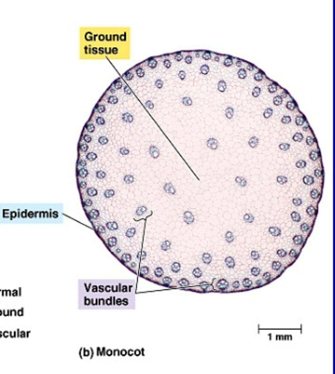 <p>-The vascular bundles are scattered throughout the ground tissue, rather than forming a ring</p><p>-Closed vascular bundle</p><p>-No vascular cambium</p><p>-No secondary growth</p>