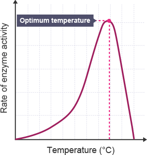 <ul><li><p>As temperature increases, particles will move more and there will be more collisions so the enzyme is more likely to meet the substrate and form the enzyme substrate complex.</p></li><li><p>As temperature keeps rising the bonding within the enzyme starts to break down.</p></li><li><p>This causes a change in the shape of the active site so it’s no longer complementary to the substrate.</p></li><li><p>No enzyme-substrate complexes can form so the rate of reaction decreases. The enzyme has denatured.</p></li></ul>