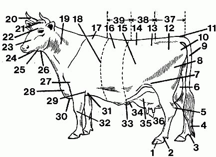 What Dairy Cow part is 5?
