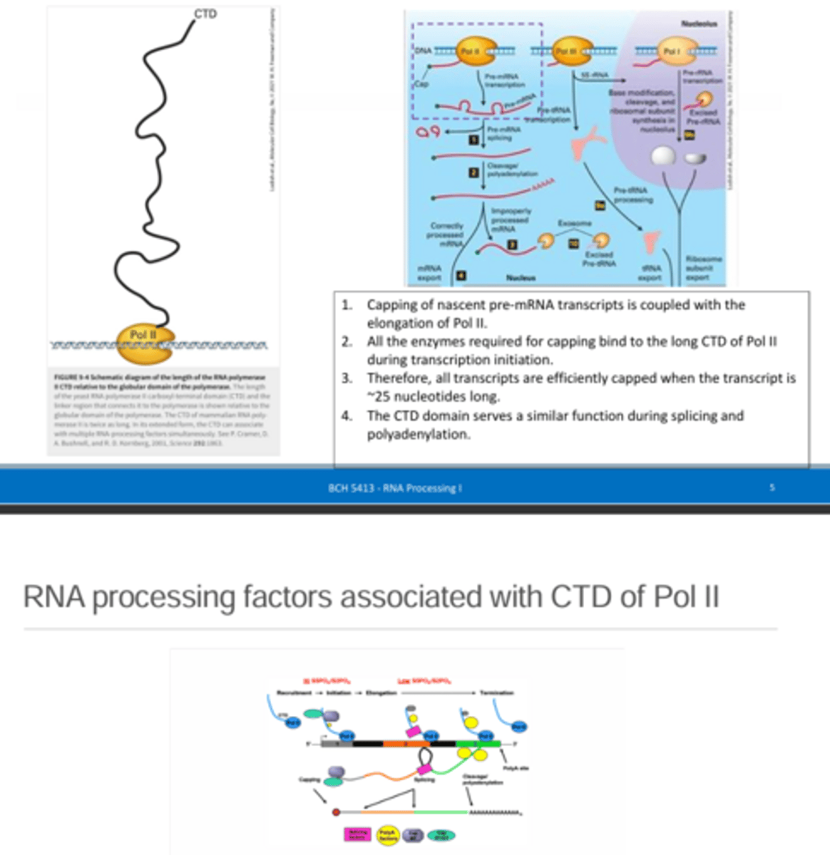 <p>The CTD of RNA pol II is a long tail coming off of the globular portion of RNA pol II and it functions to bind to the enzymes required to make the 5' cap as well as the nascent RNA that is being made. This allows for rapid capping of the pre-mRNA molecules as they are being synthesized.</p>