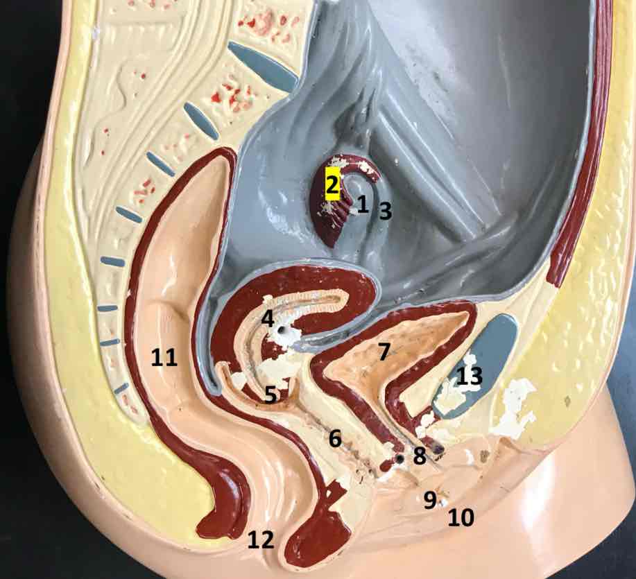<p>7</p>
