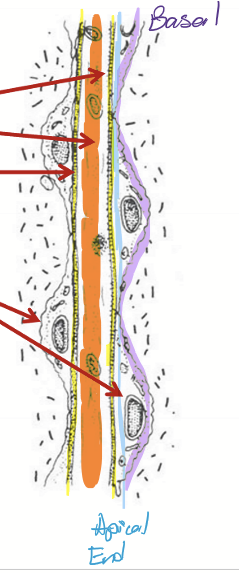 <ul><li><p>Inner cores of <span style="color: #ff850b">extracellular matrix</span> (collagen, aggregates of elastic tissue, ground substance)</p></li><li><p>Thin <span style="color: yellow">basement membrane</span></p></li><li><p>Covered by TM endotheilum (continuous with corena endothelium) </p><ul><li><p>gap junctions and some tight junctions</p></li></ul></li></ul><p></p>