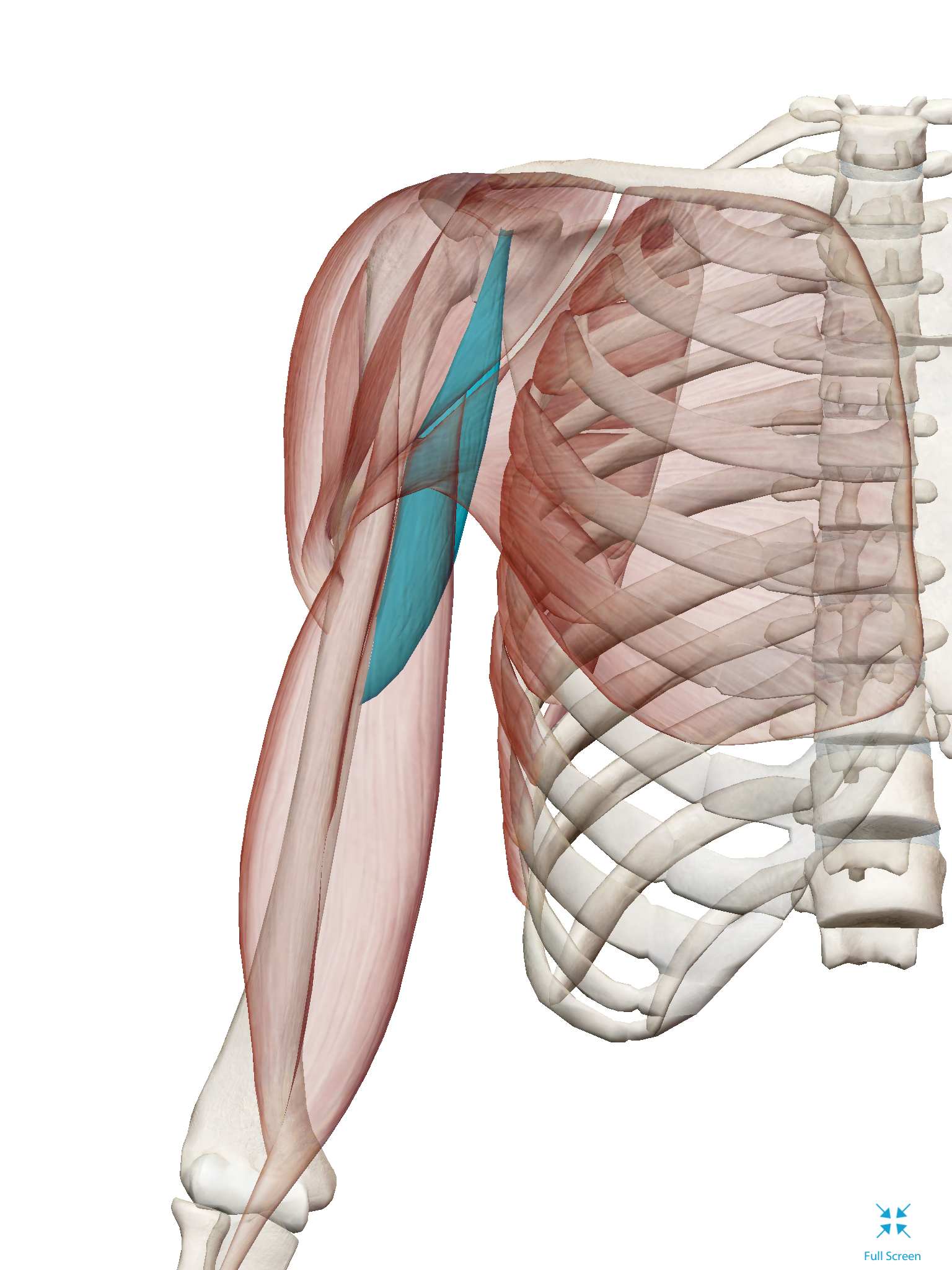 <p>origin is coracoid process, insertion is medial shaft of humerust</p>