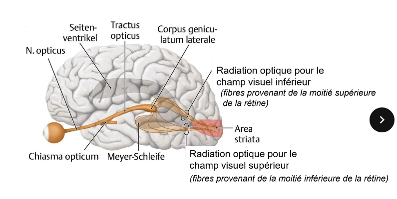 <p>il en existe deux, c’est le moment où les fibres supérieures et inférieure de la rétine se séparent. </p><ul><li><p>radiation optique pour le champ visuel inférieur (les fibres viennent de la moitié supérieure de la rétine du coup attention!)</p><p>passe par en haut</p></li><li><p>radiation optique pour le champ visuel supérieur (les fibres viennent de la moitié inférieure) </p><p>passe par en bas</p></li></ul><p></p>