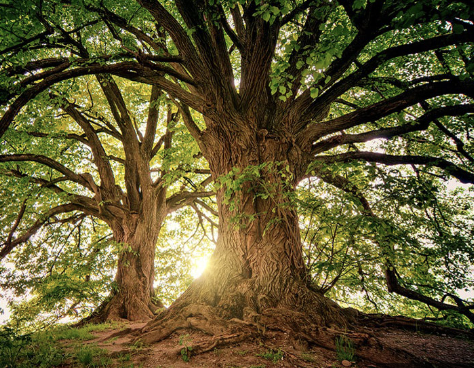 <p>the tree </p>