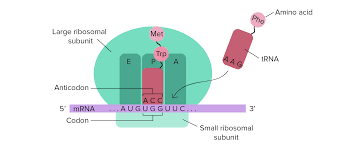 <p>Translation</p>