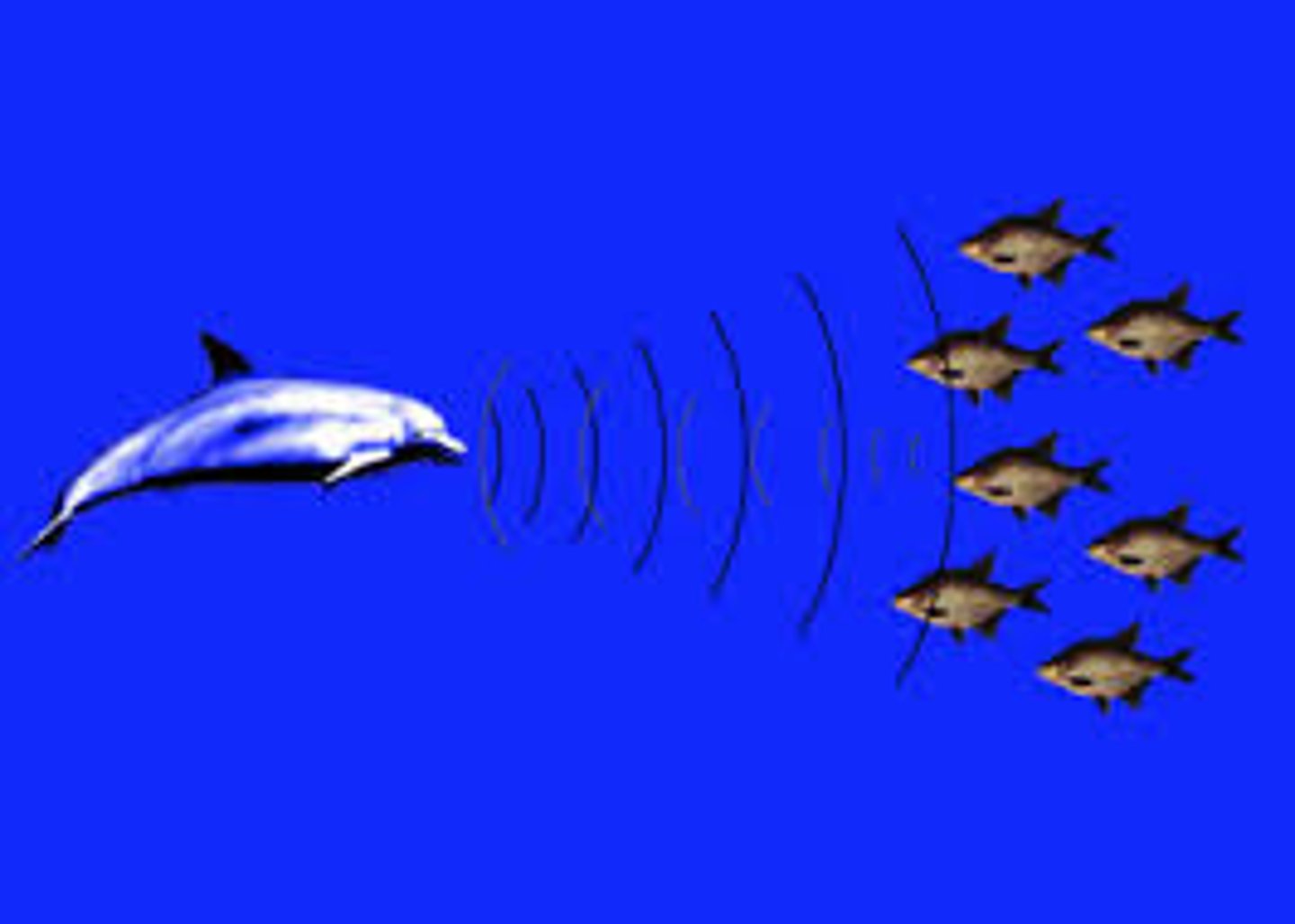 <p>Sounds produced by movement of air through nasal passage and associated air sacs</p>