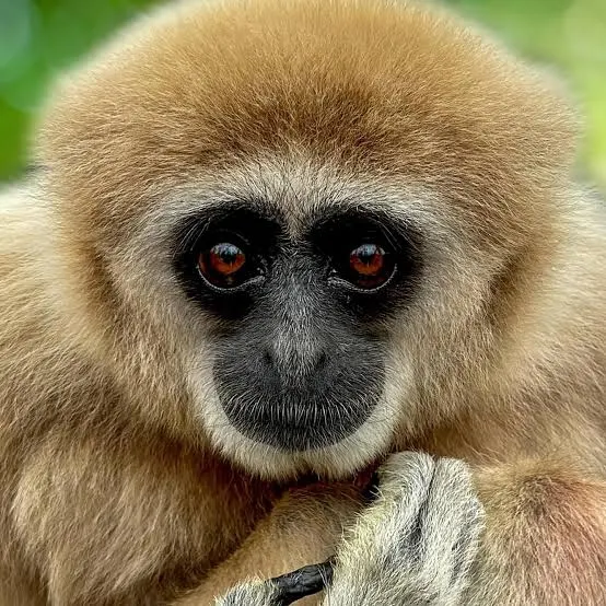 <p>Characteristics of Hylobatidae</p>