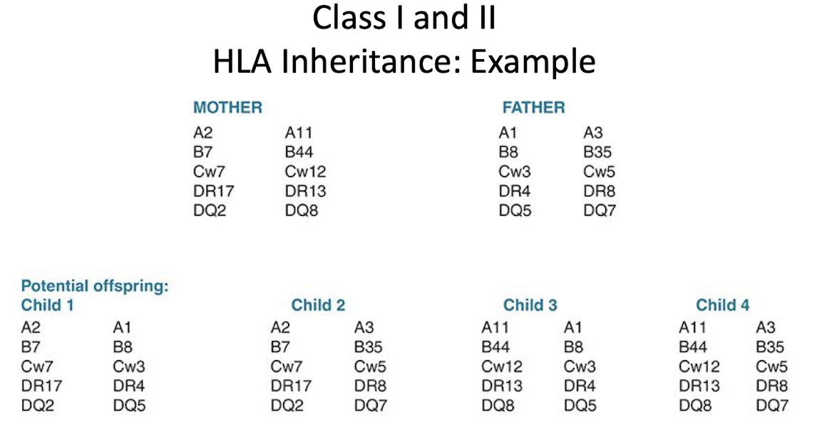 <ul><li><p>Genes that code for HLA are part of the MHC </p></li><li><p>MHC genes (Class I,II, III)</p></li><li><p> Individuals inherit one haplotype (closely linked genes) from each parent</p></li><li><p>Ags are # followed by lettered</p></li></ul><p></p>