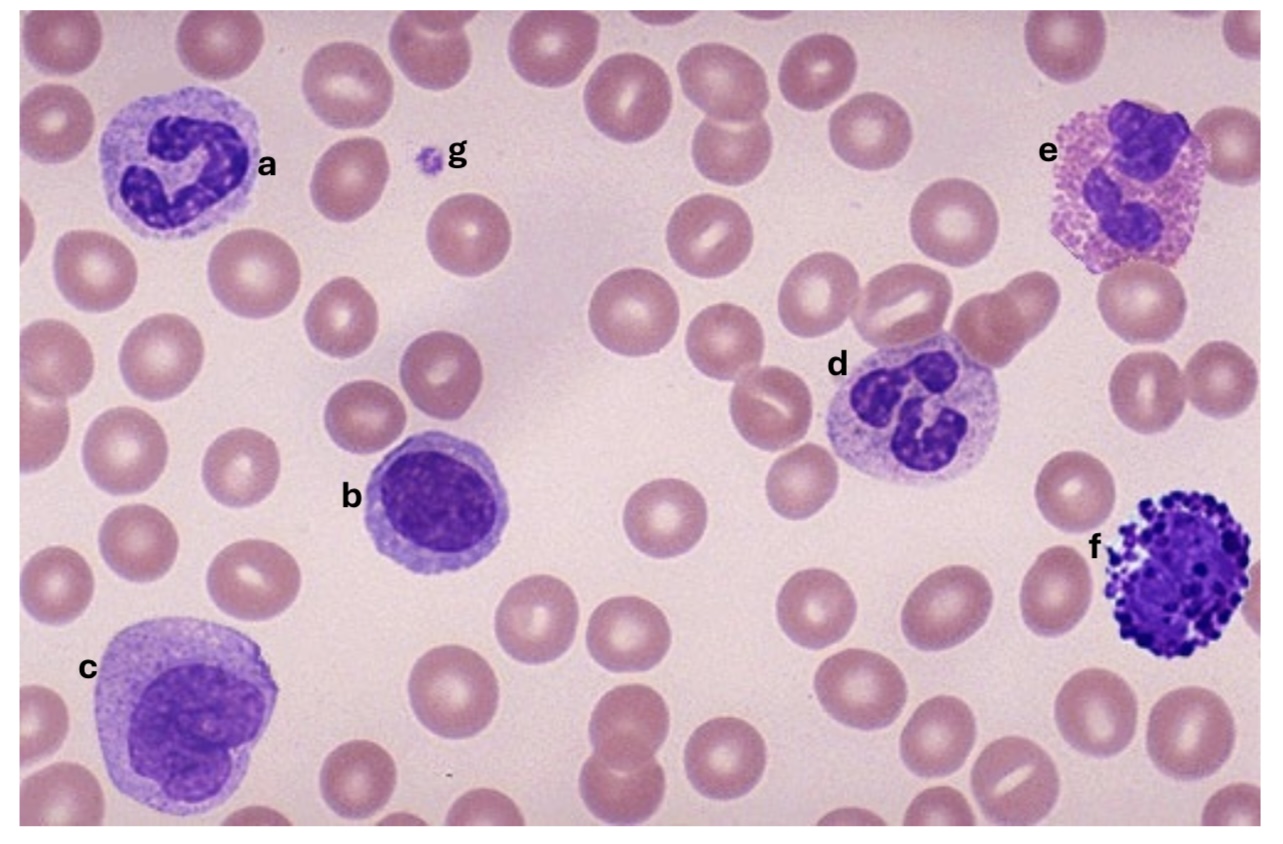 <p>Label the cells A-G</p>
