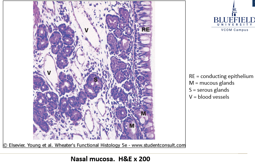 <p>It begins as <strong>stratified squamous epithelium</strong> and transitions to <strong>pseudostratified epithelium with goblet cells</strong>.</p>