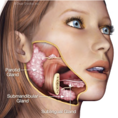 <p>PAROTID GLAND - the largest of the salivary glands located slightly below and in front of the 2 ears; a duct connects the gland to the oral cavity; produces the majority of saliva</p><p>SUBLINGUAL GLAND - small salivary glands located under the tongue that secrete saliva directly into the mouth through a series of pores</p><p>SUBMANDIBULAR GLAND -pair of glands located beneath the jaw which connect by a duct to the oral cavity; </p><p></p>