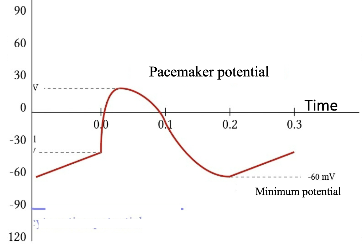 <p>this image shows the action potential graph of what kind of cardiac cell?</p>