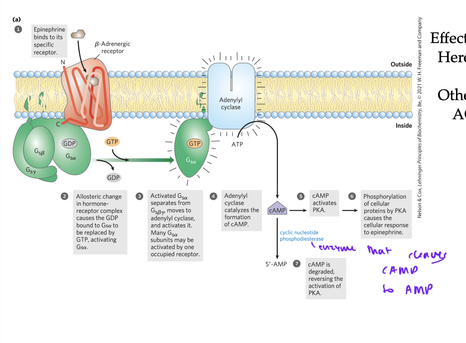 <p>converts ATP to cAMP when activated by Galpha</p>