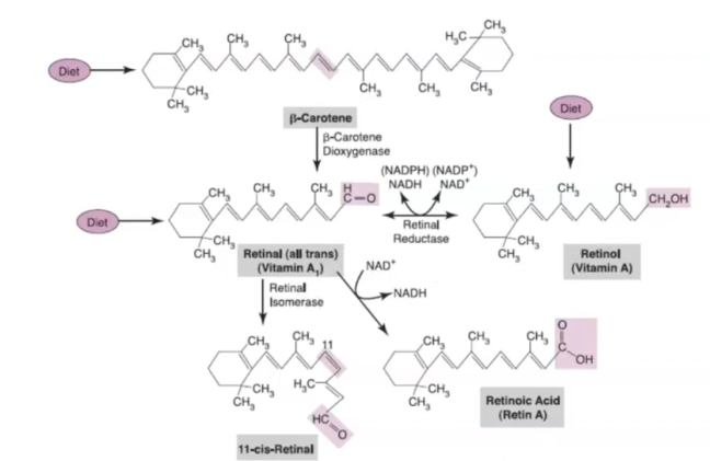 <p><strong>LIPOSOLUBLE</strong></p><ul><li><p><strong>Retinoides</strong> (retinol, retinaldehido y ác retinoico) constituyen la vitamina A preformada y se encuentran en alimentos de origen animal</p></li><li><p><strong>Carotenoides </strong>se encuentran en plantas y constituyen la provitamina A, que puede ser escindidos para formar los retinoides</p></li></ul><p>Retinaldehído o retinal trans/cis y ácido retinoico. Retinilester.</p><p>Sintetizados por plantas como <strong>carotenoides: </strong><span><strong>α</strong></span> carotenos y <strong>β</strong> carotenos</p><p></p><p><strong>Función</strong></p><ul><li><p>Grupo prostético de opinas sensibles a la luz</p></li><li><p><strong>Visión</strong> (11 cis retinal → rodopsina (luz) → todo trans e impulso nervioso→ nuevo en cis retinal y retinol)</p></li><li><p>Estimula señales relacionada al <strong>crecimiento de la célula y la diferenciación</strong> (vitamina A es regulador de transcripción y señalización) Se unen a factores de transcripción: RAR, RXR, PPAR y ROR. Activado por acido retinoico todo trans</p></li><li><p>Antioxidante (principalmente lipoproteinas previene la formación de lipoperóxidos)</p></li><li><p>Sistema inmune</p></li><li><p>Desarrollo del sistema nervioso central y osificación</p></li><li><p>Molécula señalizadora en embriogénesis</p></li><li><p>Integridad del epitelio</p></li><li><p>Favorece inactividad de la células madre hematopoyéticas evitando que se prolifere el cáncer</p></li><li><p>Favorece la cicatrización y restauración de tejidos ( síntesis de colágeno, fibronectina y proliferación de queratinocitos</p></li></ul><p></p><p><strong>Provitamina A: Carotenoides</strong></p><ul><li><p>+50 formas, + abundantes <strong>β</strong> y alfa caroteno y la <strong>β</strong> cryptoxanthia</p></li><li><p>Presentes en organismos fotosinteticos</p></li><li><p><strong>β</strong> caroteno es la forma más abundante de todas y esta presente en verduras y frutas de color rojo y anaranjado, en menor grado en verduras verdes.</p></li><li><p><strong>β</strong> cryptoxanthina es abundante sobre todo en citricos, pimientos y menor medida otros frutos de color rojo y naranja</p></li></ul><p></p><p><strong>Vitamina A activa y preformada</strong></p><ul><li><p>Fuente importante leche, carne de res, huevos y pescado</p></li><li><p>Vitamina en leche es el retinol y depende directamente del contenido graso</p></li><li><p>Hígado es una de las fuentes más ricas en vitamina A, en forma de retinil ester (decentas de mg/100g</p></li></ul><p></p>