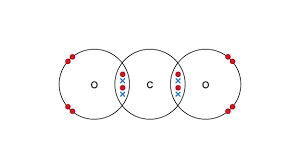 <ul><li><p>two double shared pair of electrons</p></li><li><p>between two oxygen atoms</p></li><li><p>and one carbon atom</p></li></ul>