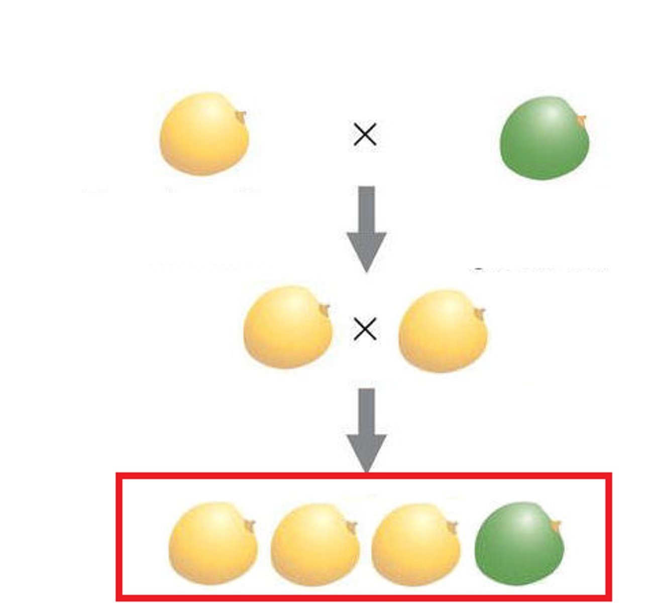 <p>The second generation of offspring obtained from an experimental cross of two F1 organisms</p>