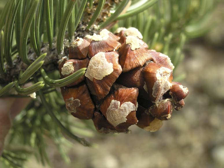 <p>pinus edulis. 2-fascicle. edible seeds. round crown </p>