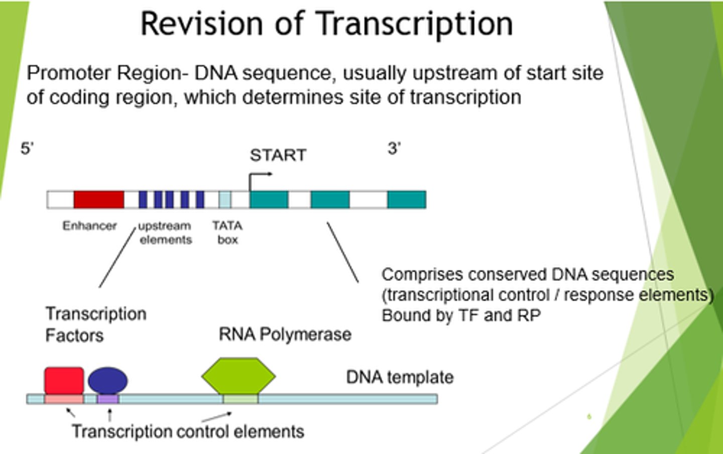 <p>- RNA polymerase is non-selective for genes, so needs to be told which to bind to.</p><p>- Determines site of transcription initiation for an RNA polymerase.</p><p>- Positions RNA polymerase at the start of the gene we want to copy.</p><p>- Enhance ability of RNA polymerase to sit on TATA box.</p>