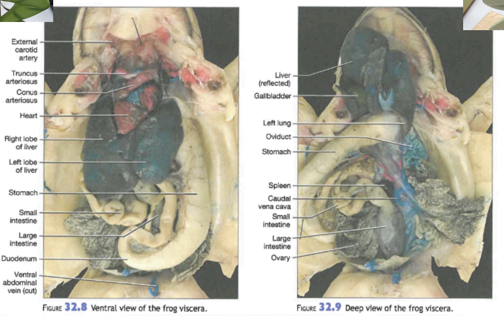<p>Viscera includes heart, liver, stomach, small intestine, and large intestine.</p>