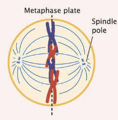<ul><li><p>chromosomes line up on the plate</p></li><li><p>spindle fibers extend from the centromeres to the centrosomes </p></li></ul><p></p>