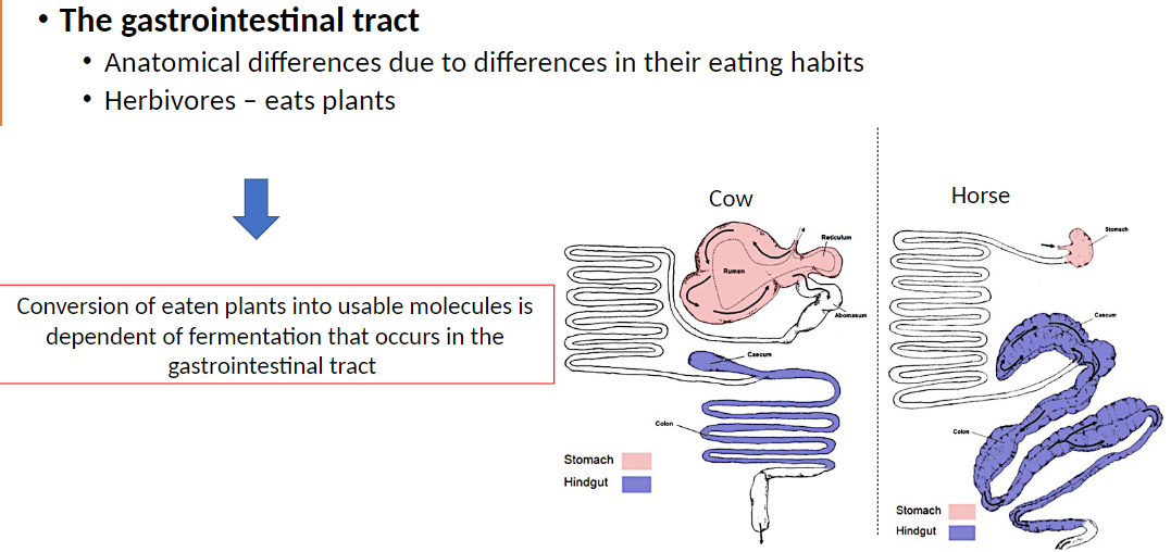 <p><strong>Gastrointestinal Tract</strong>: Anatomical differences exist between species due to eating habits</p><p><strong>Herbivores</strong>: Eat plants<br> Conversion of plant material into usable nutrients depends on fermentation in the gastrointestinal tract<br> Examples: Cow, Horse – specialized stomach and intestines adapted for plant digestion</p>