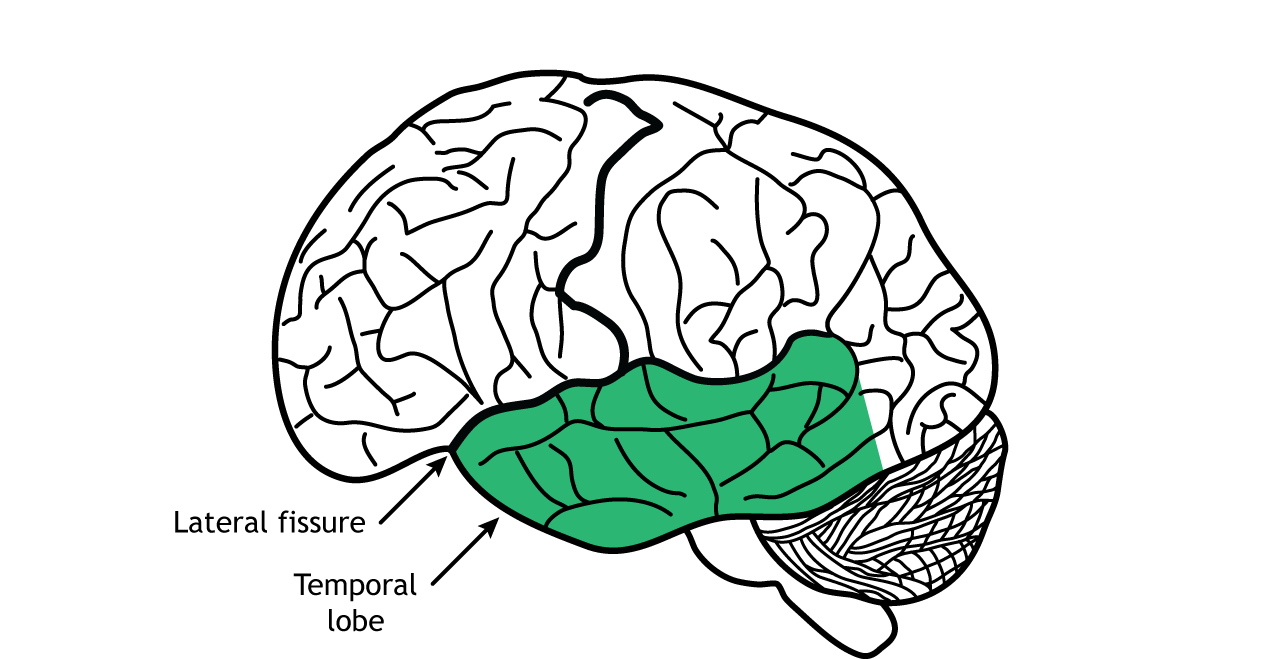 <p>Temporal Lobe</p>