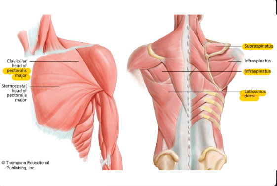 Origin: Lower vertebrae, iliac crest, sacrum

Insertion: Bicipital groove

Function: Adducts and extends arm (shoulder)
