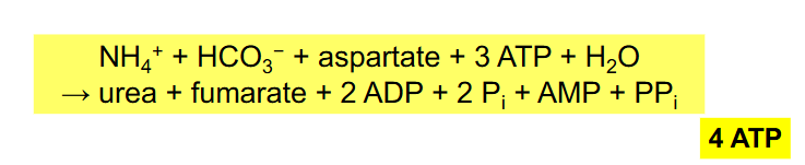 <p>NH4+ + HCO3- + aspartate + 3ATP + H2O --> urea + fumarate + 2ADP + 2Pi + AMP + PPi</p><p>- equivalent of 4 ATP used</p><p>- NEED TO RMBR OVERALL RXN</p>