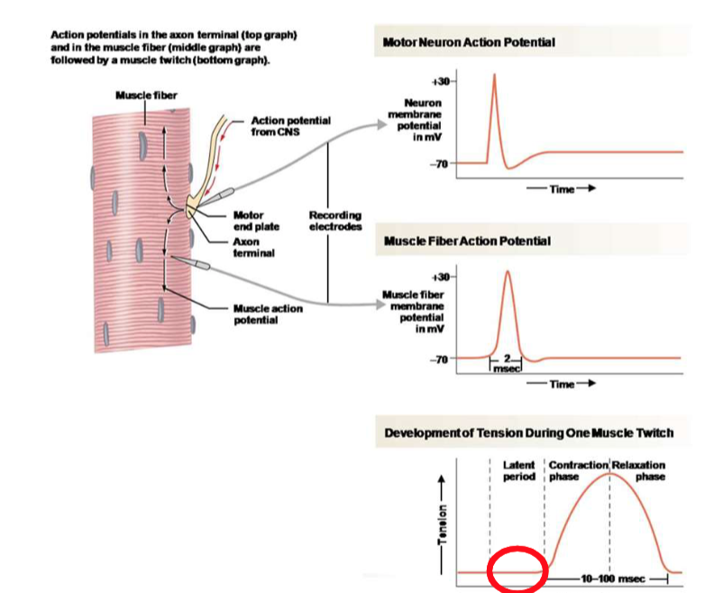 <p>Explain the process of the twitch contraction based on this image.</p>