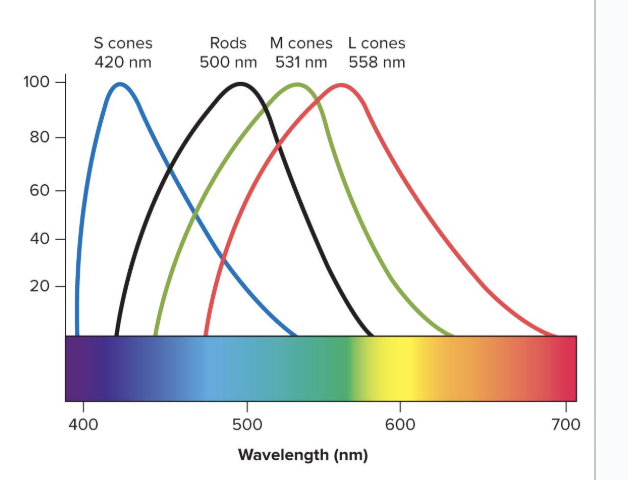 <p>the mixture of nerve signals representing cones of different absorption peaks</p>