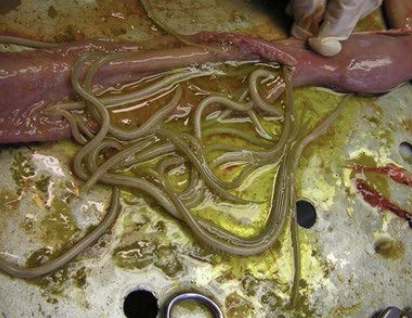 <p>horses with high parasite burden that are then dewormed with effective product--> dead worms cause impaction</p><p>colic in 1-5 days after deworming</p>