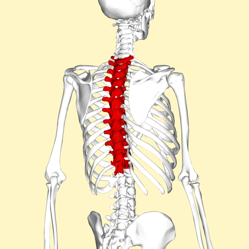 <p>26 small bones that make up your backbone</p>