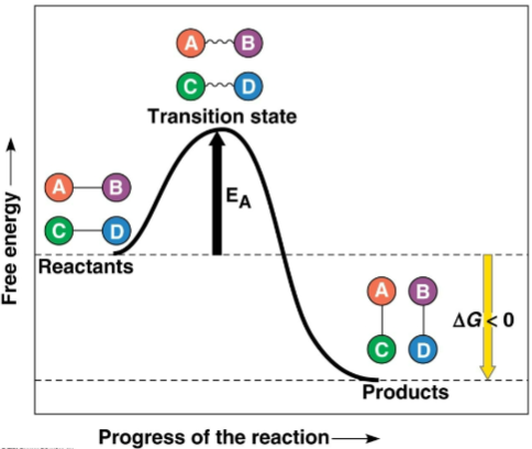 <p>Exergonic reaction</p>