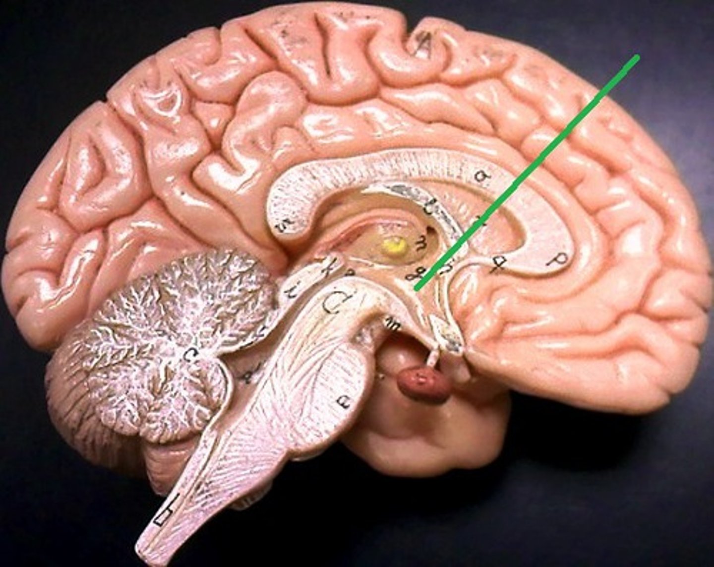 <p>location: center of brain(triangle)<br>function: responsible for maintaining constant internal state (homeostasis), hunger, emotions</p>