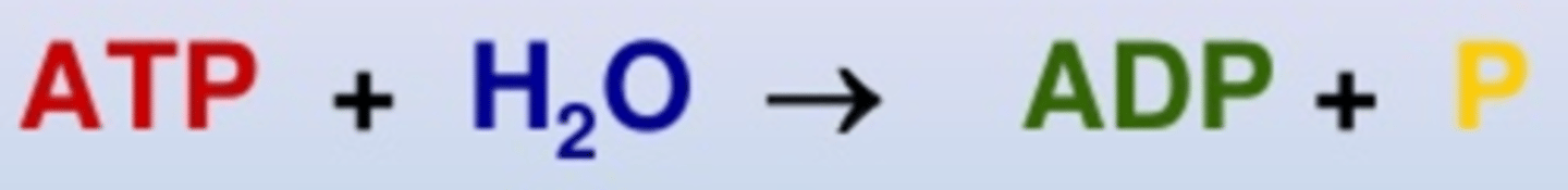 <p>The addition of a water molecule to break the bonds between phosphates; results in the release of energy</p>