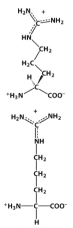 <p>Highly basic R-group (pKa = ~11-12)</p>