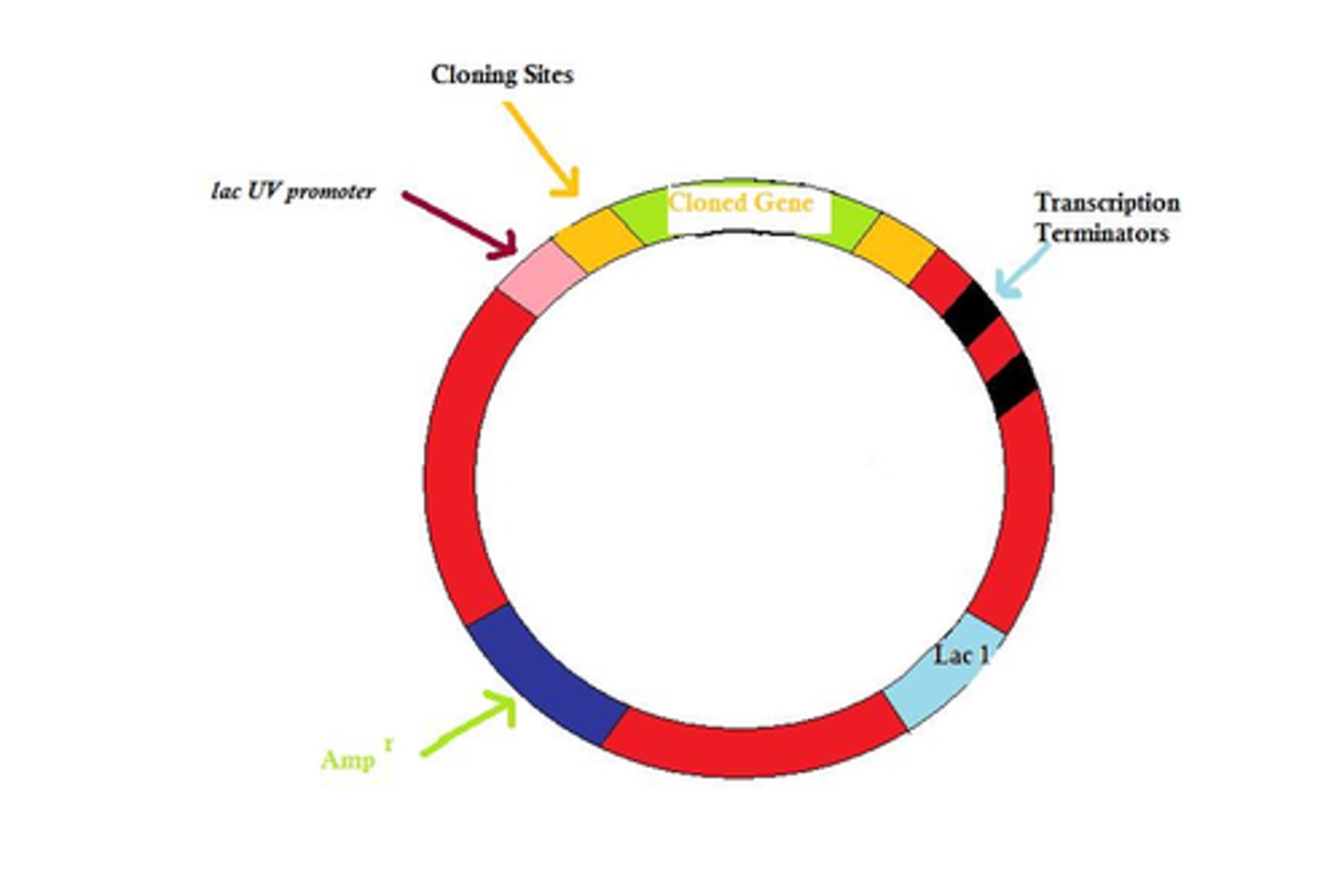 <p>An organism that transmits DNA or disease by conveying DNA or pathogens from one host to another, ex. bacteriophages and viruses</p>